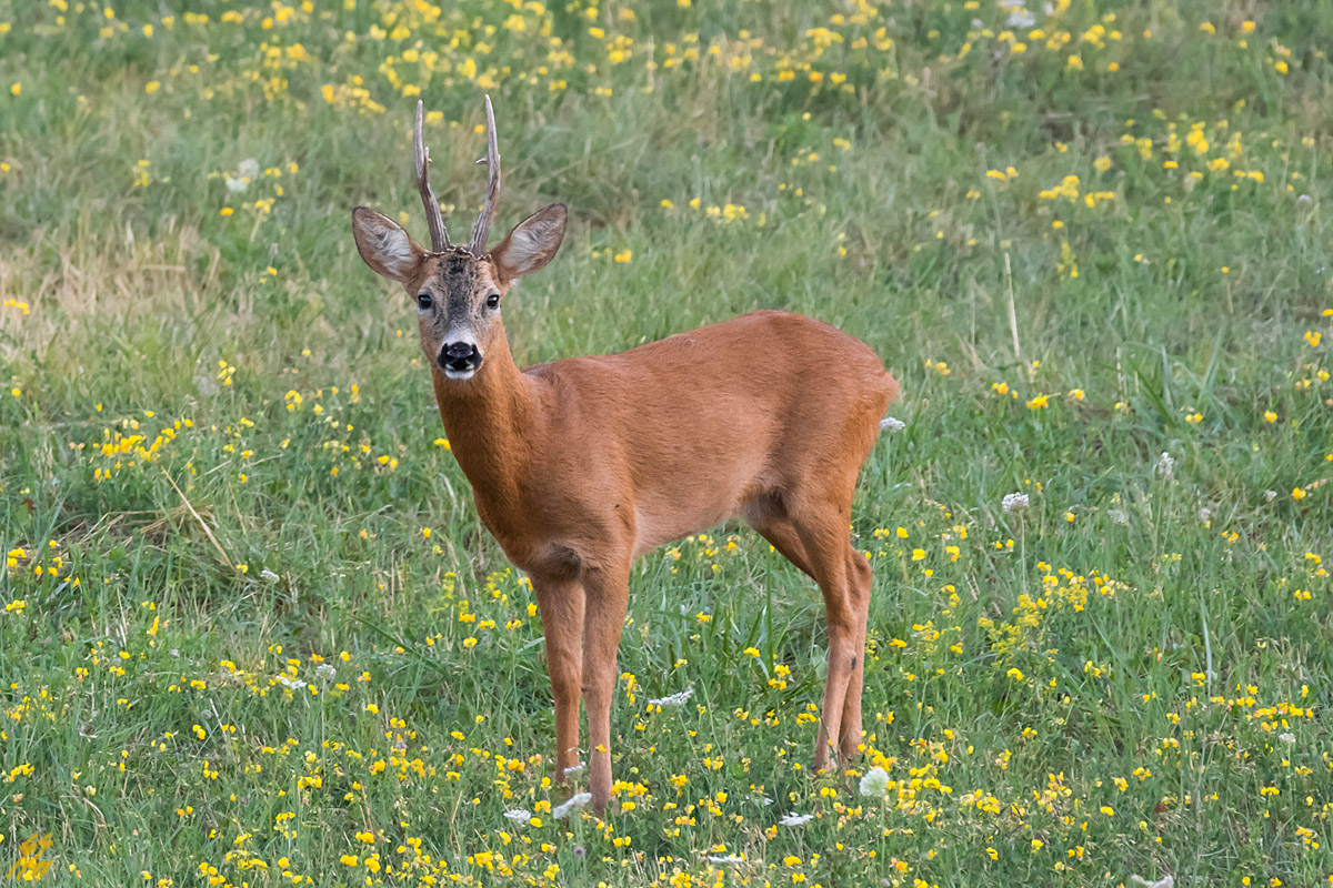 ..ti vedo e ti sento..