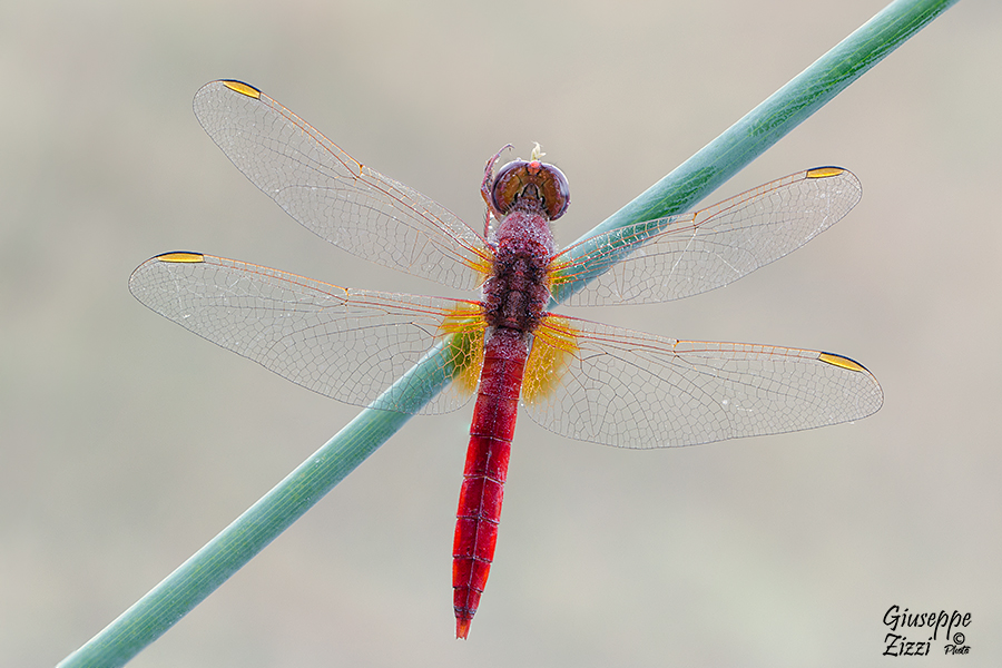 Sympetrum Fonscolombii