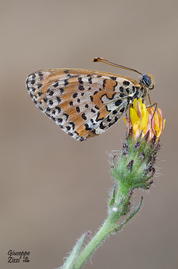 Melitaea Didyma