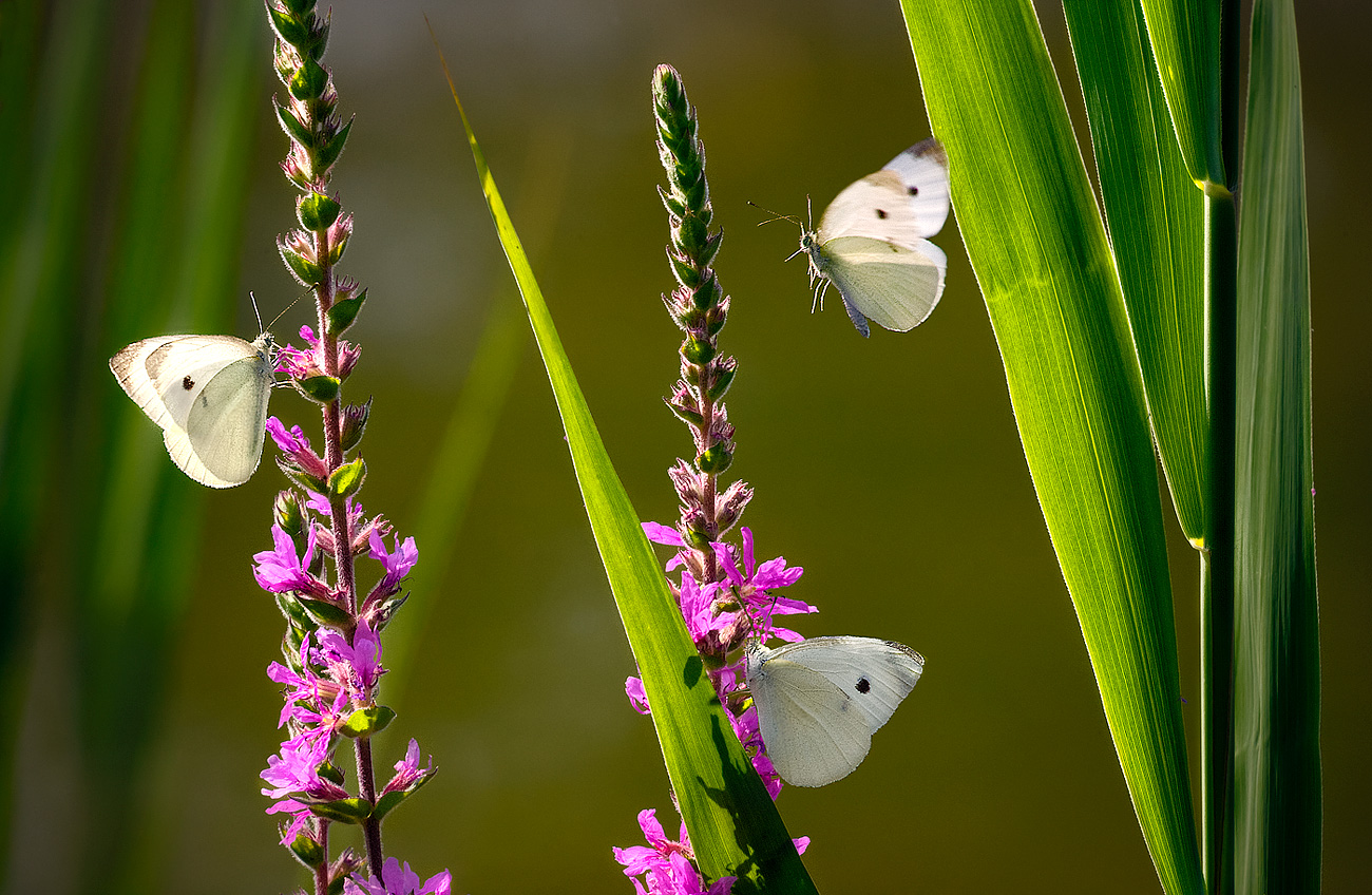 butterflies dancing