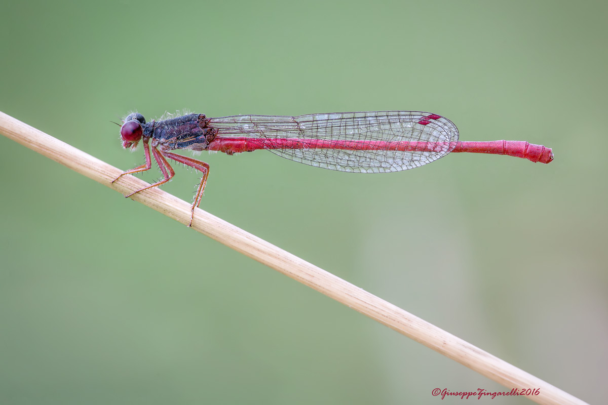 "Linee e forme " (Pyrrhosoma nymphula