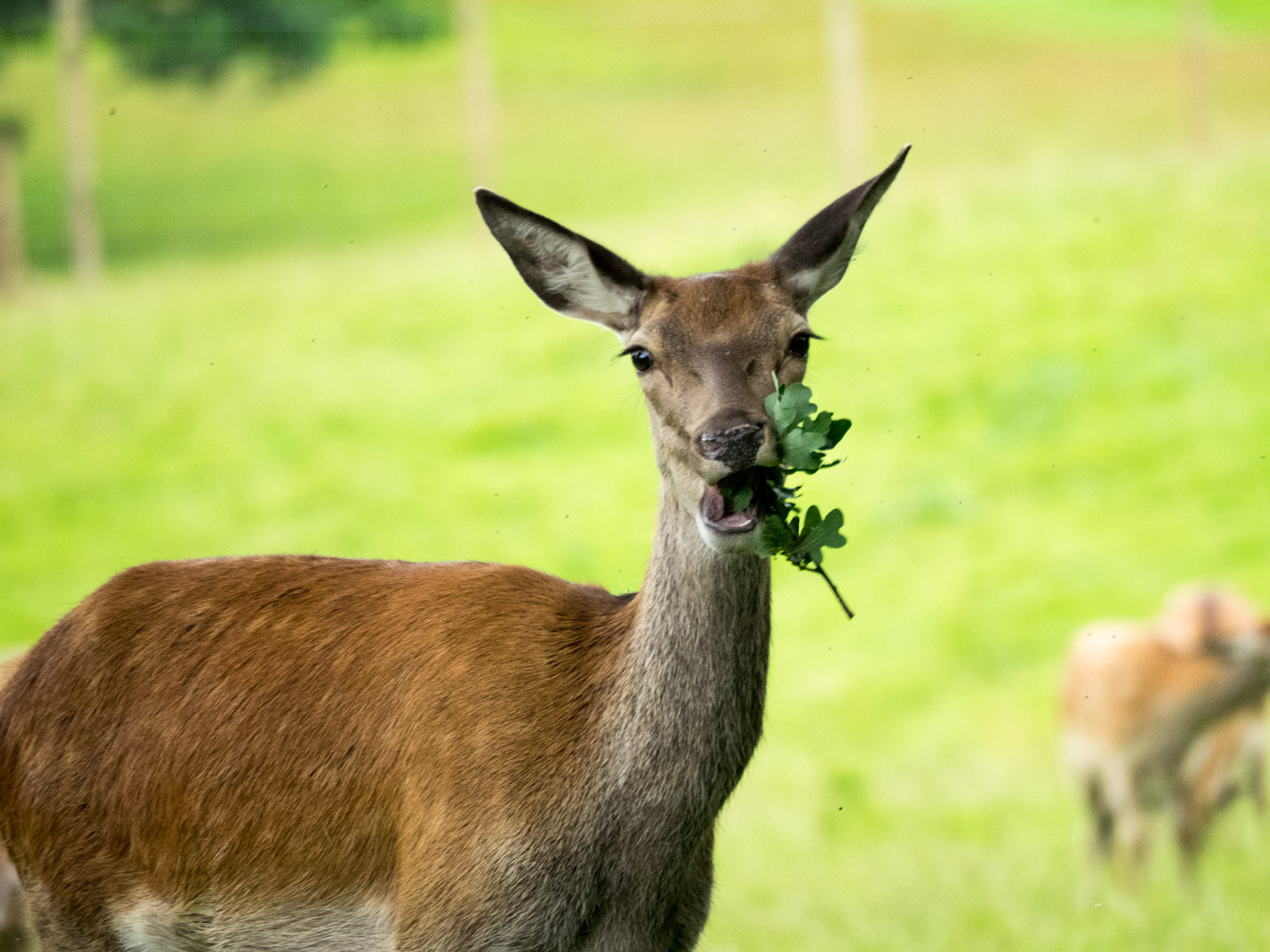 Posso mangiare in pace?