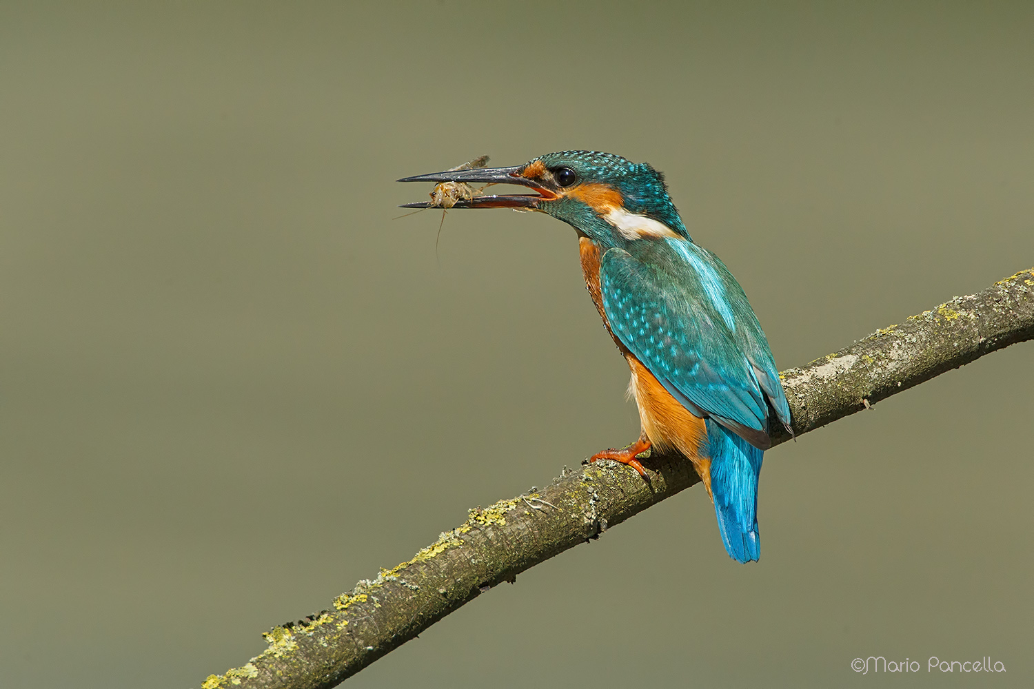 Martin con gamberetto