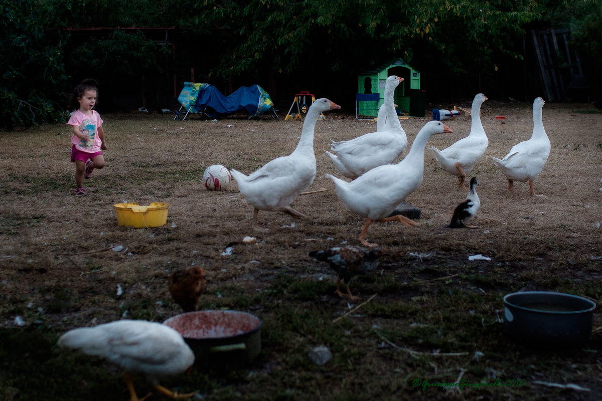 La guardiana dell'oche