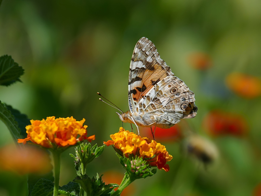 *** Oggetto Volante Non Identificato in avvicinamento ***