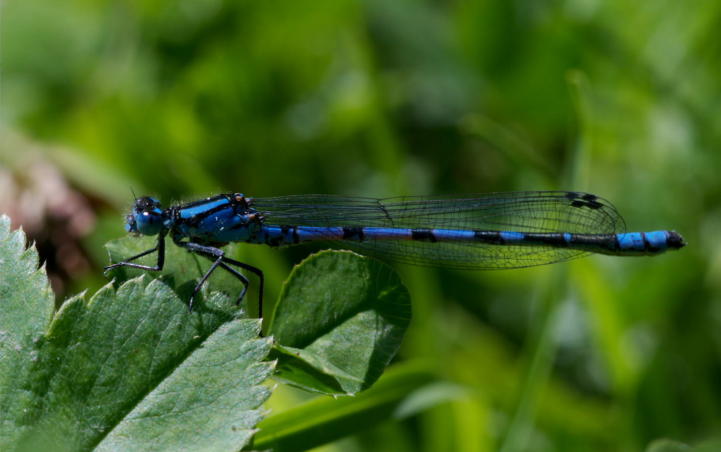 Calopteryx Splendens