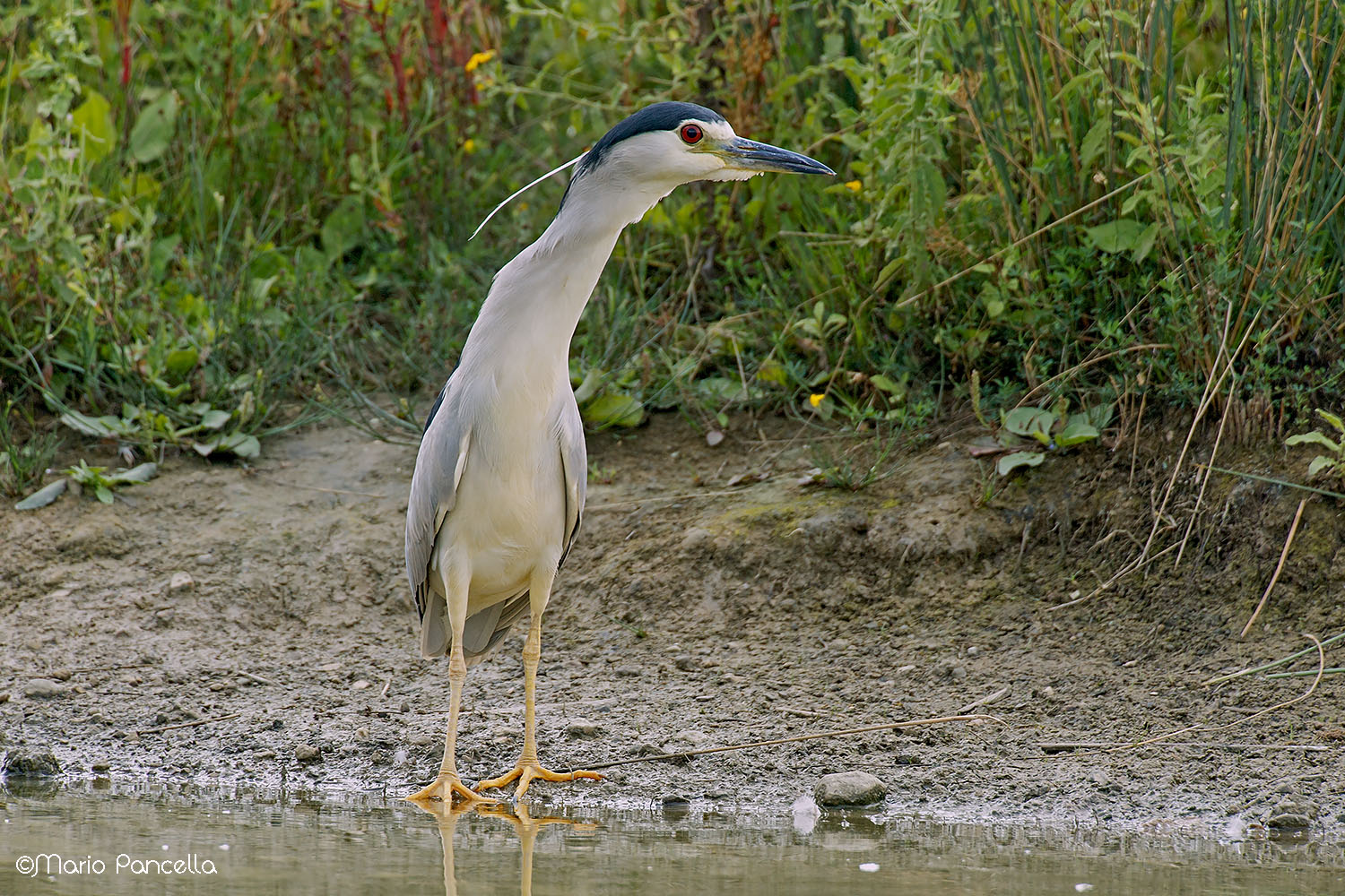 Nitticora(Nycticorax nycticorax)