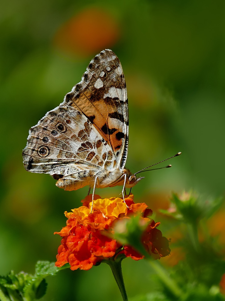 *** Dalla parte dell'ala integra ***