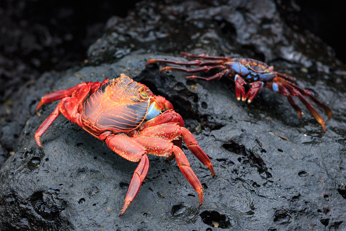 Granchio rosso delle rocce
