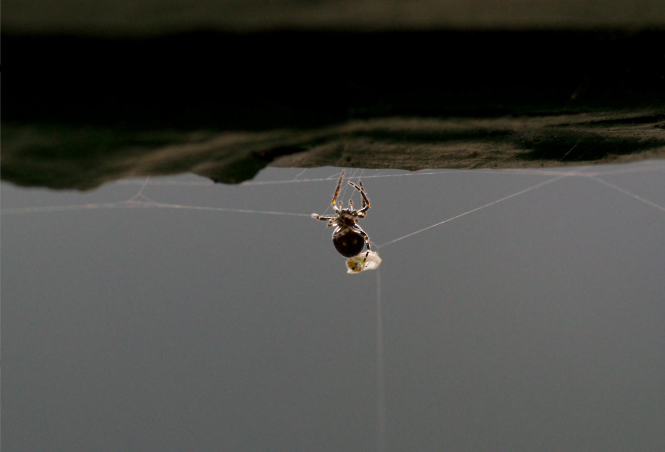 il ragno e il teschio