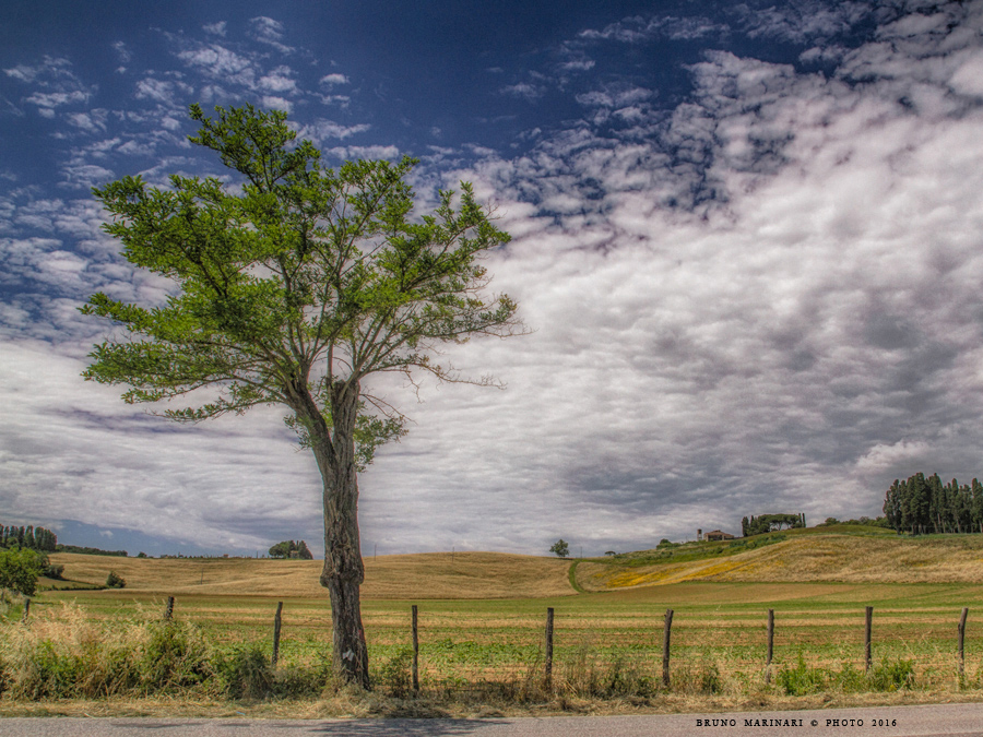 L'albero ai piedi della collina