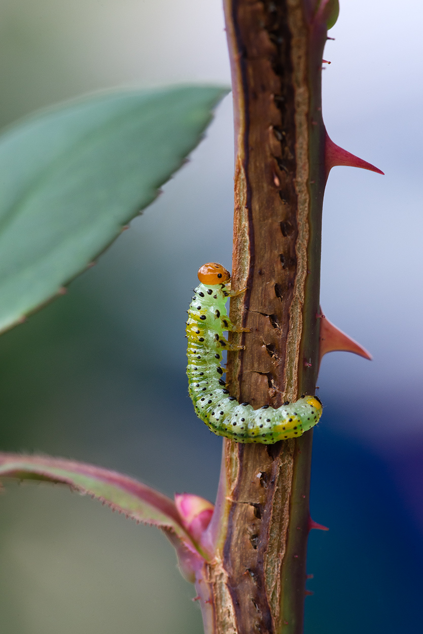 Nel mio piccolo mondo...