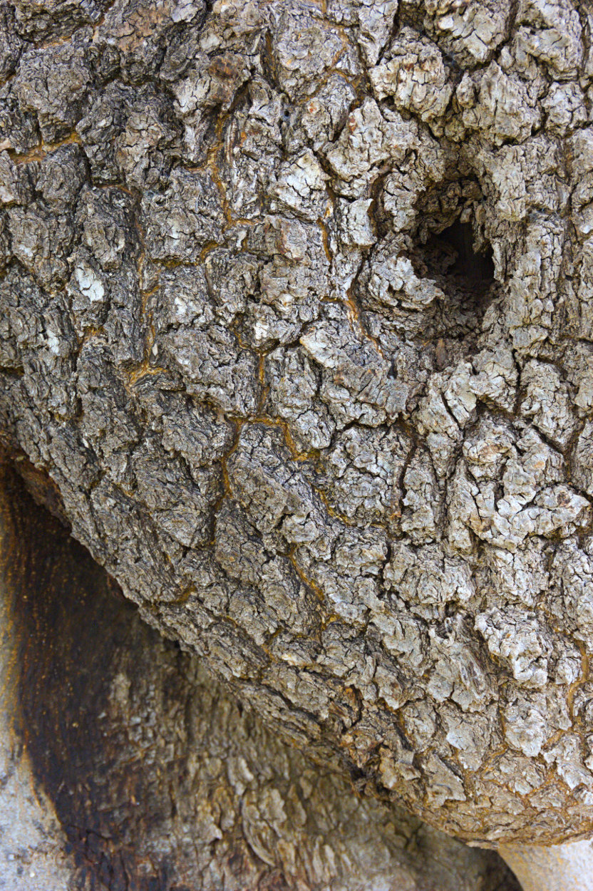 L' occhio dell' alieno