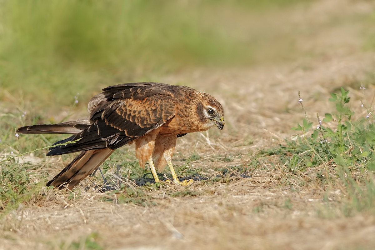 Albanella (minore Circus pygargus)