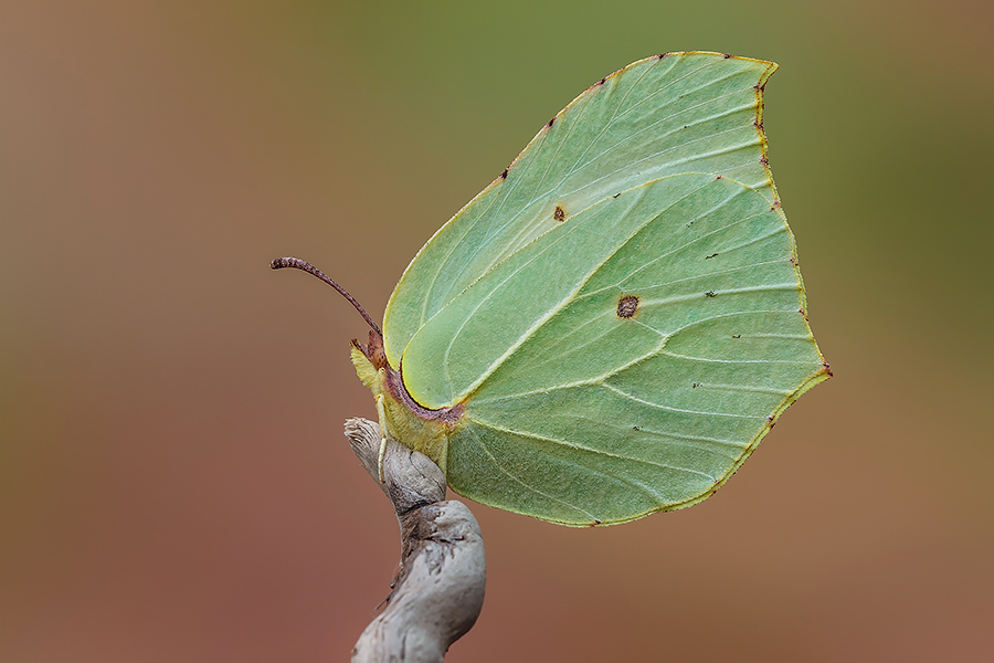Gonepteryx rhamni