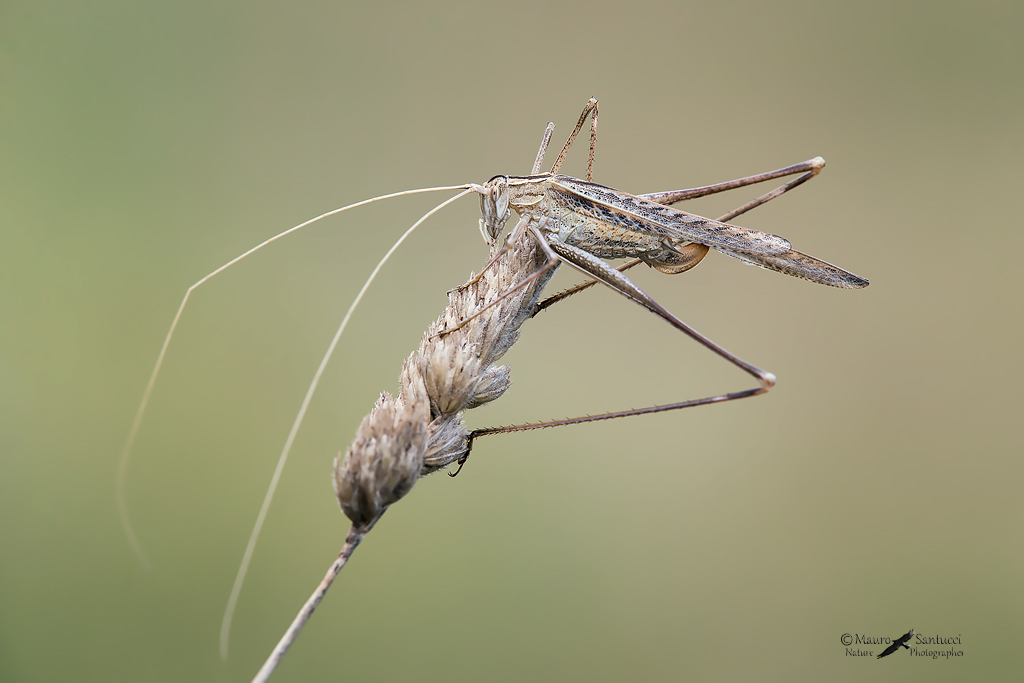 Tylopsis lilifolia female - Phaneropteridae