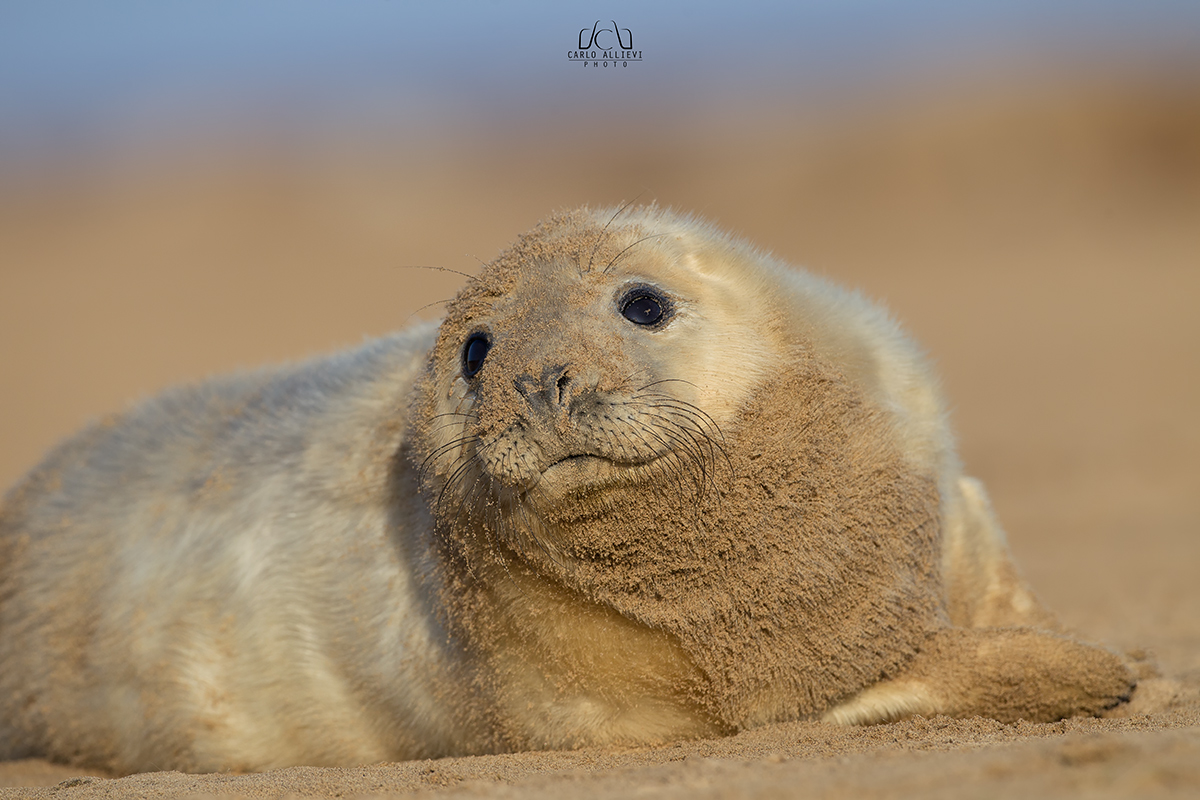 Grey Seal