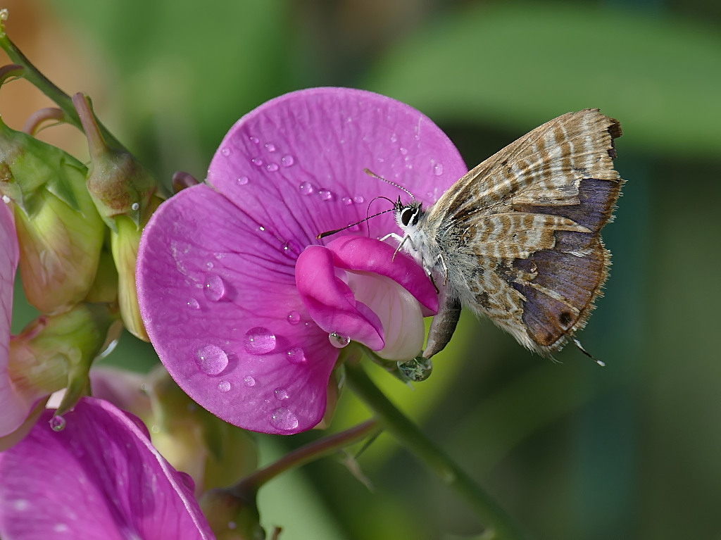 *** La contraerea...***