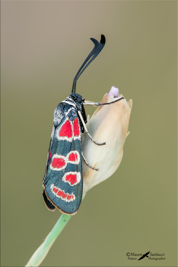 Zygaena carniolica