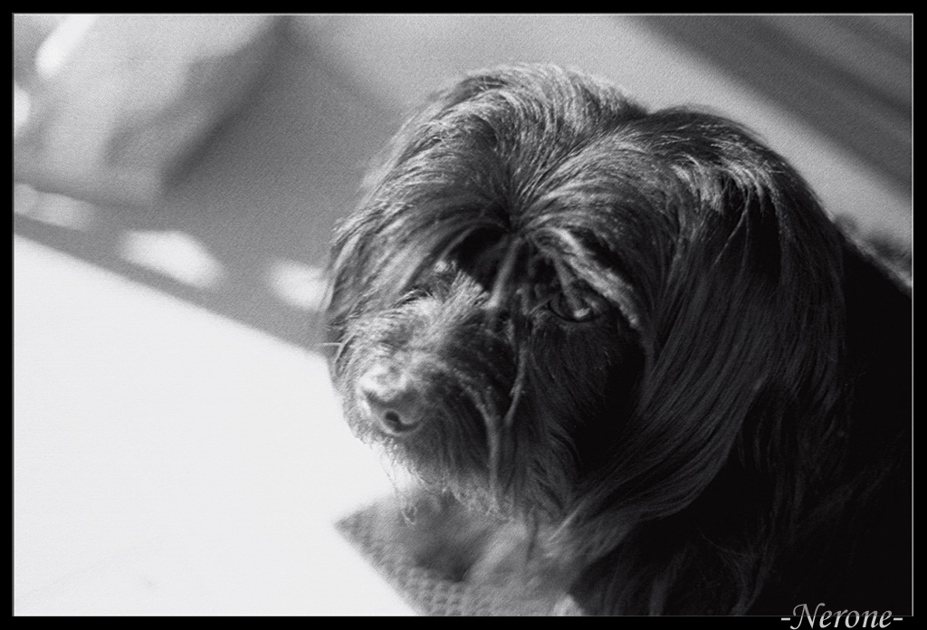 ci riprovo......my doggy