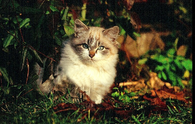 Dedicato ad  elisa19821236982001