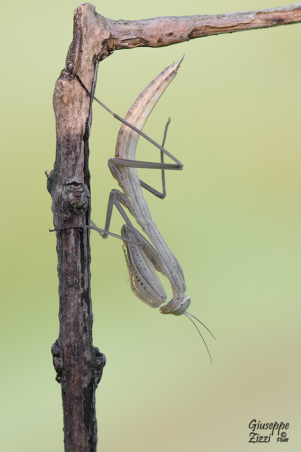 Il gioco dell'impiccato