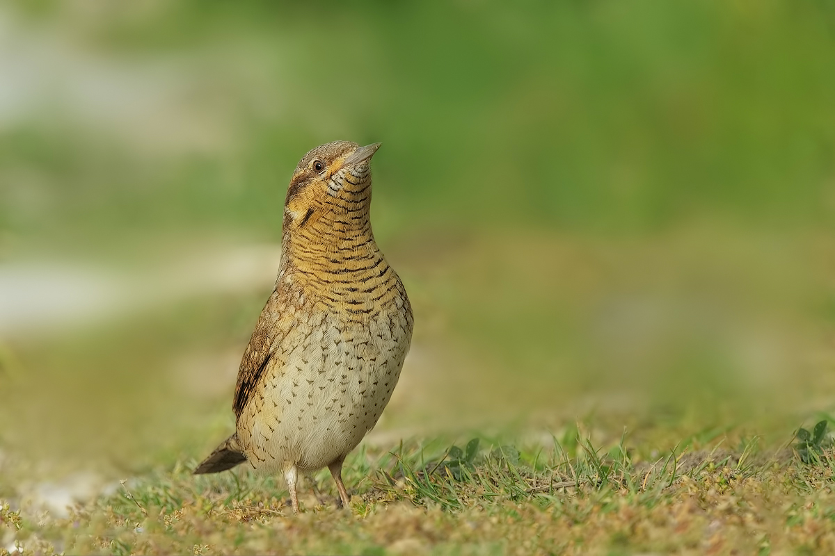 Torcicollo  (Jynx torquilla)