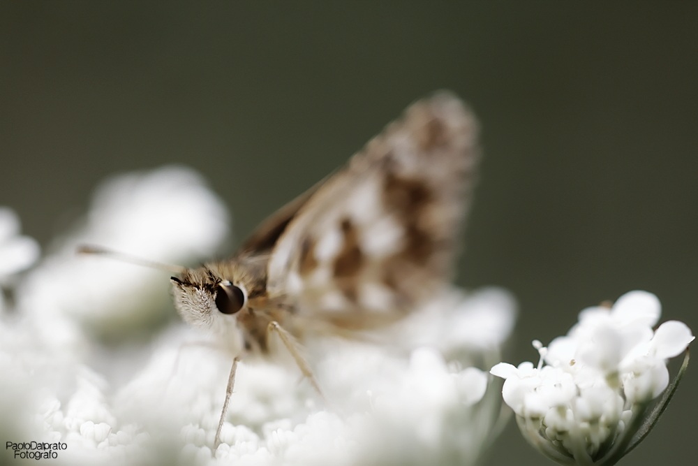 Non faccio foto di fiori