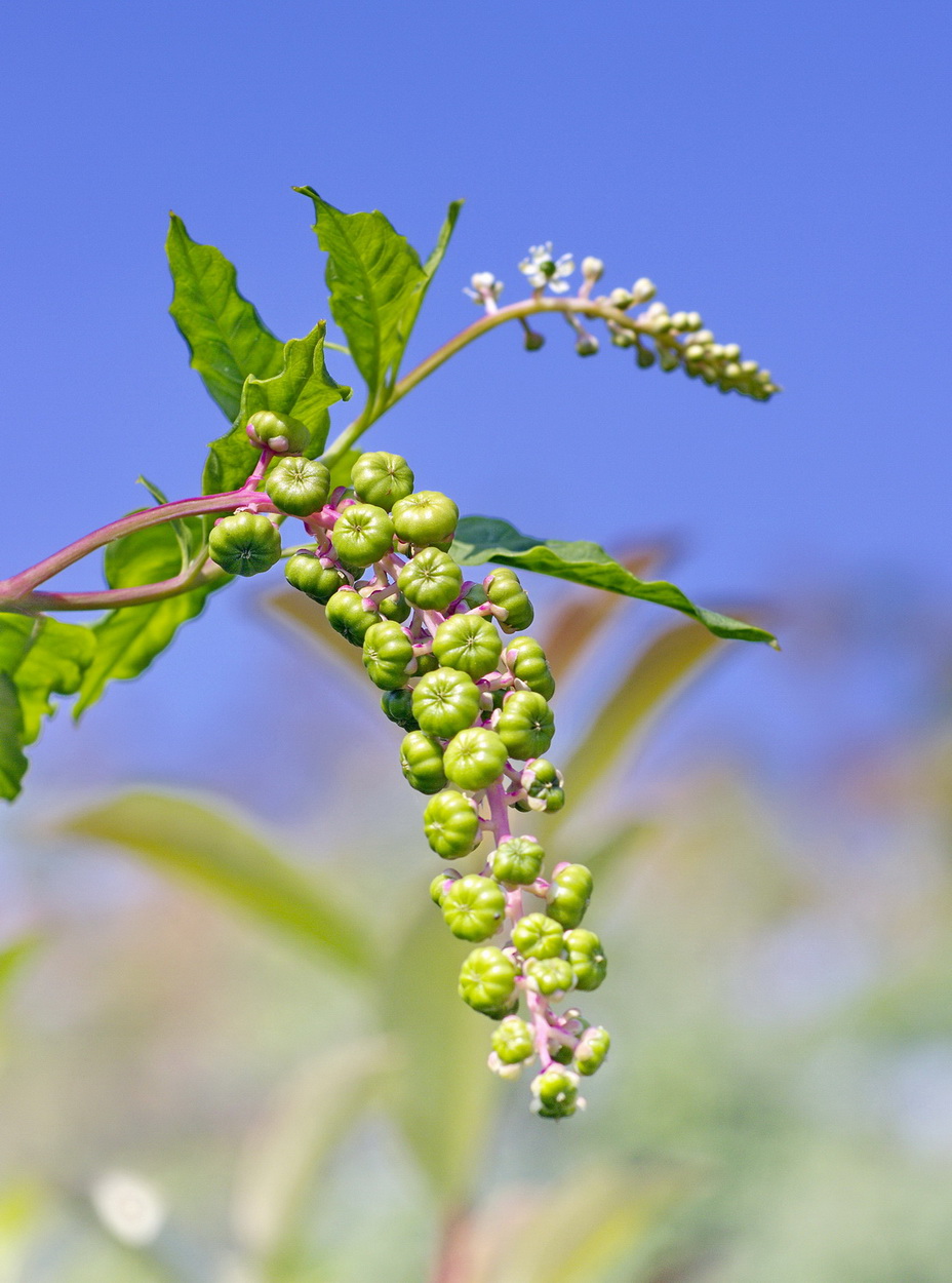 Piccole bacche in Liguria