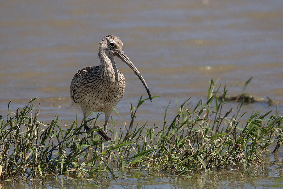 ..chiurlo maggiore..