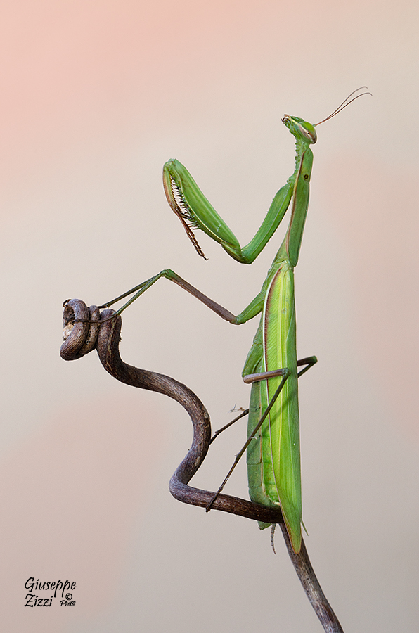 Mantis Religiosa