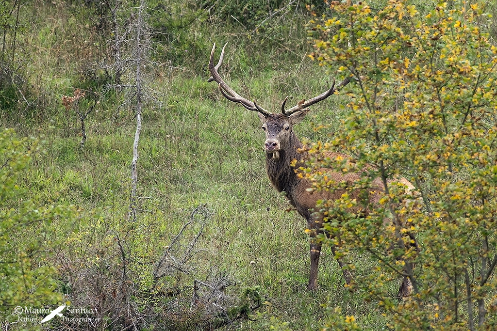 Il signore dei boschi