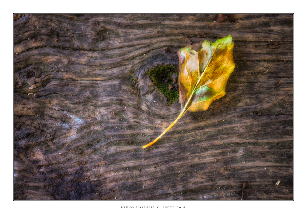 La foglia e il tronco