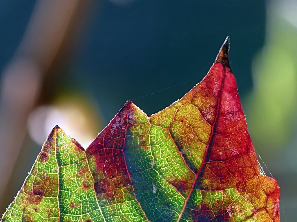 *** Le tre cime di Lambruschedo ***