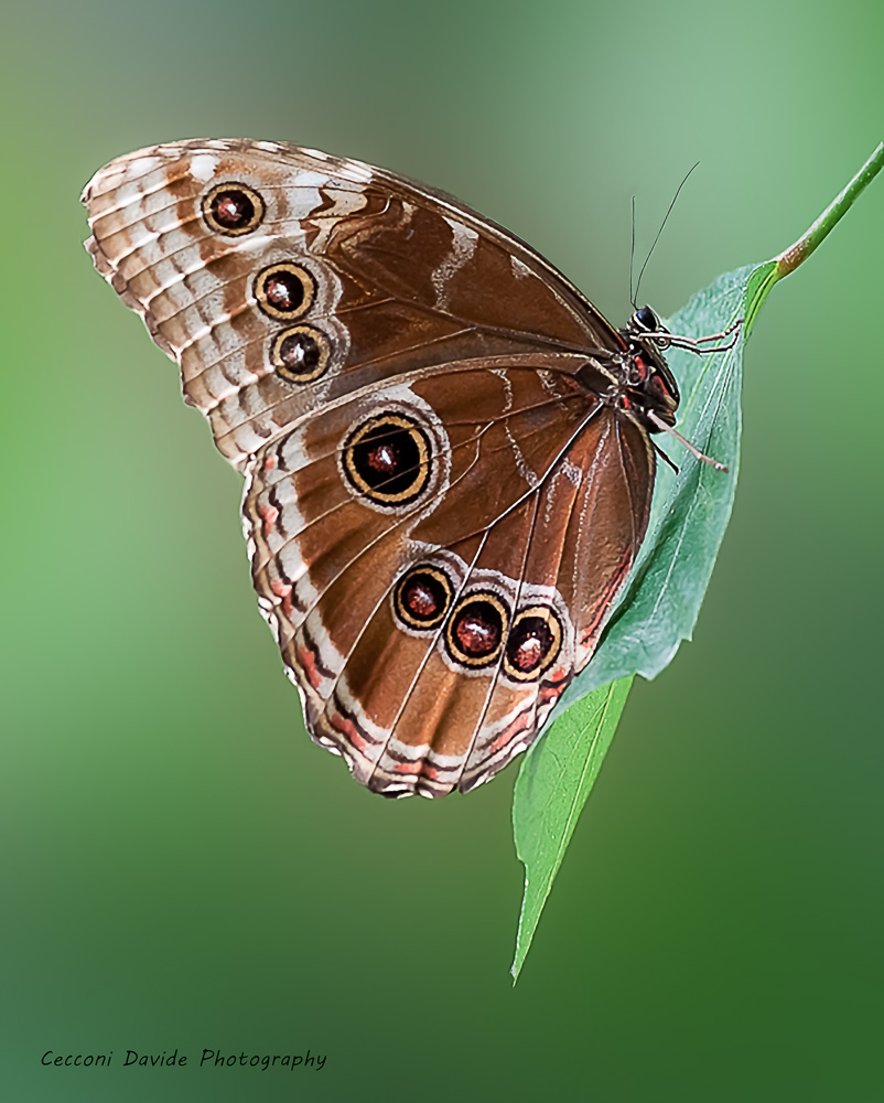 Beauty Butterfly II