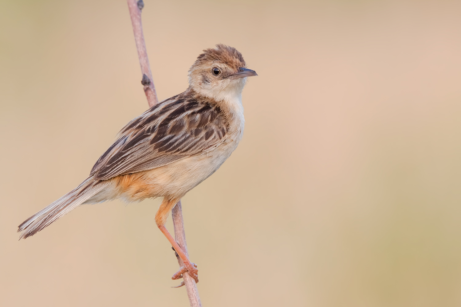 Beccamoschino - Zitting Cisticola