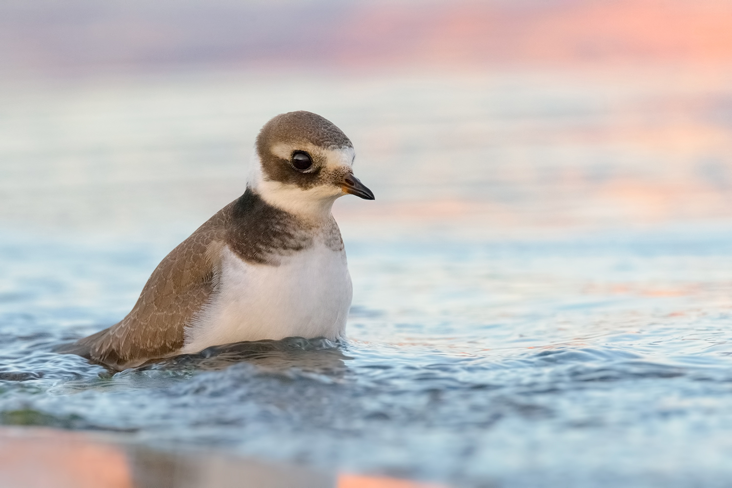 Corriere Grosso - Common Ringed Plover
