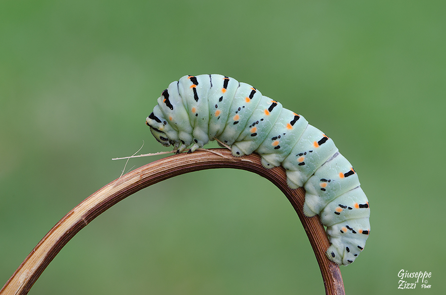 Sulle montagne russe