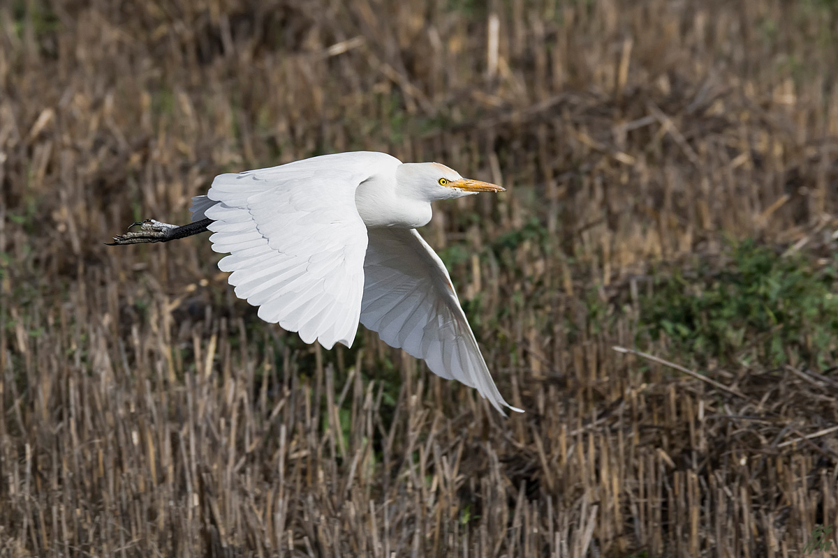 ..airone guardabuoi..