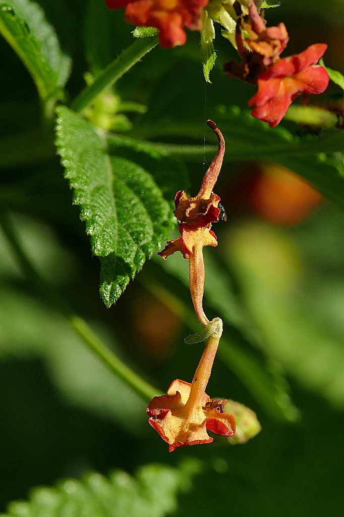 *** Gocce di Lantana ***