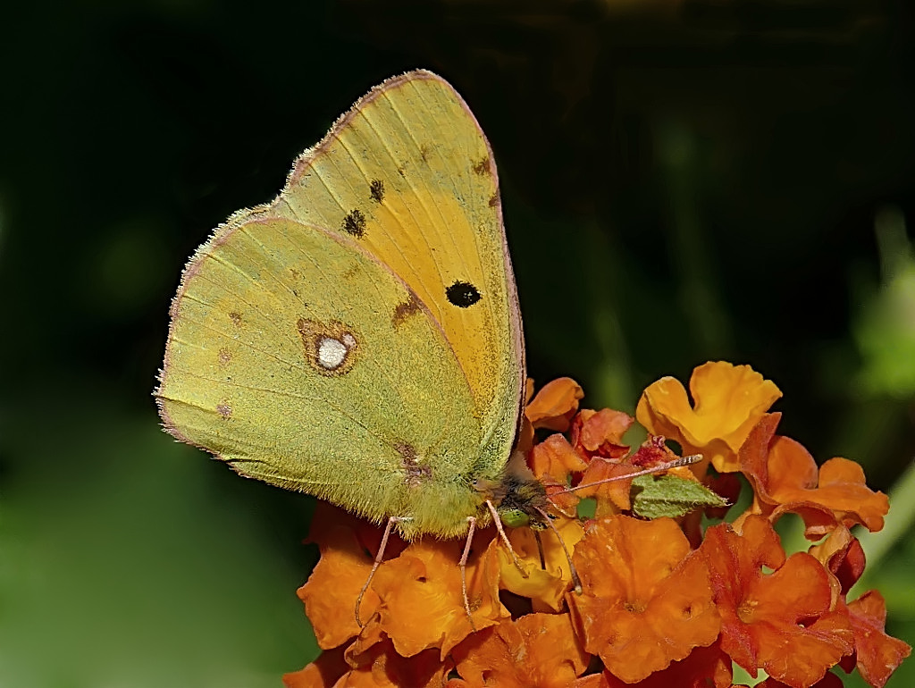 *** Spiritrombando ***