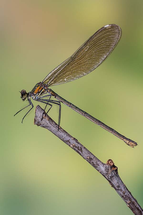 Calopteryx splendens