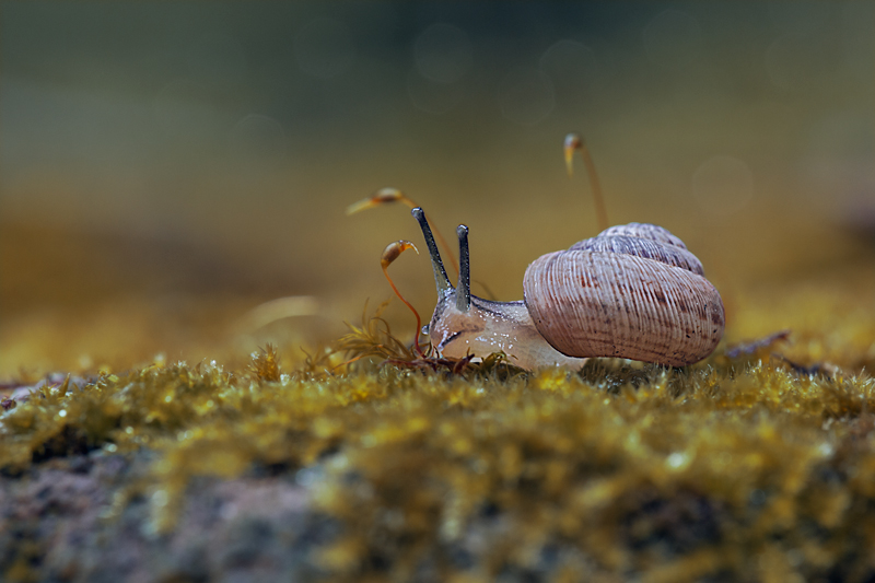 indie snail
