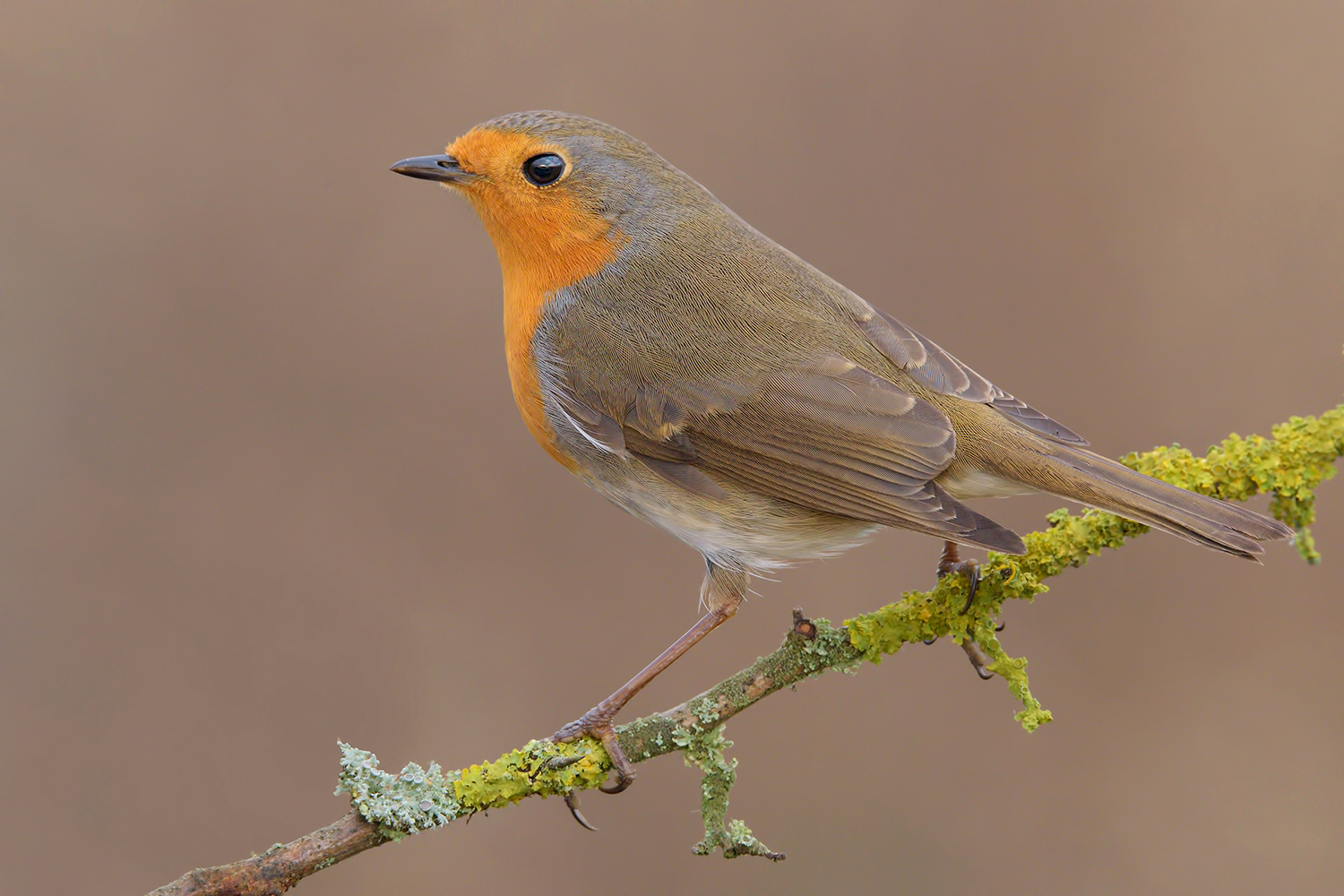 Robin - Pettirosso (primo piano)