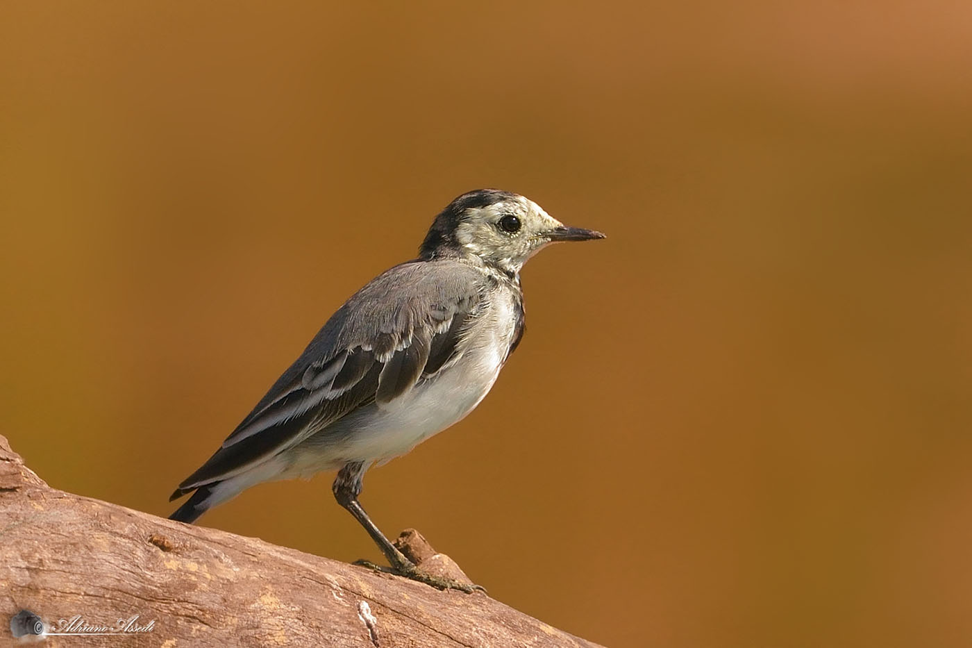 Motacilla alba - ballerina bianca