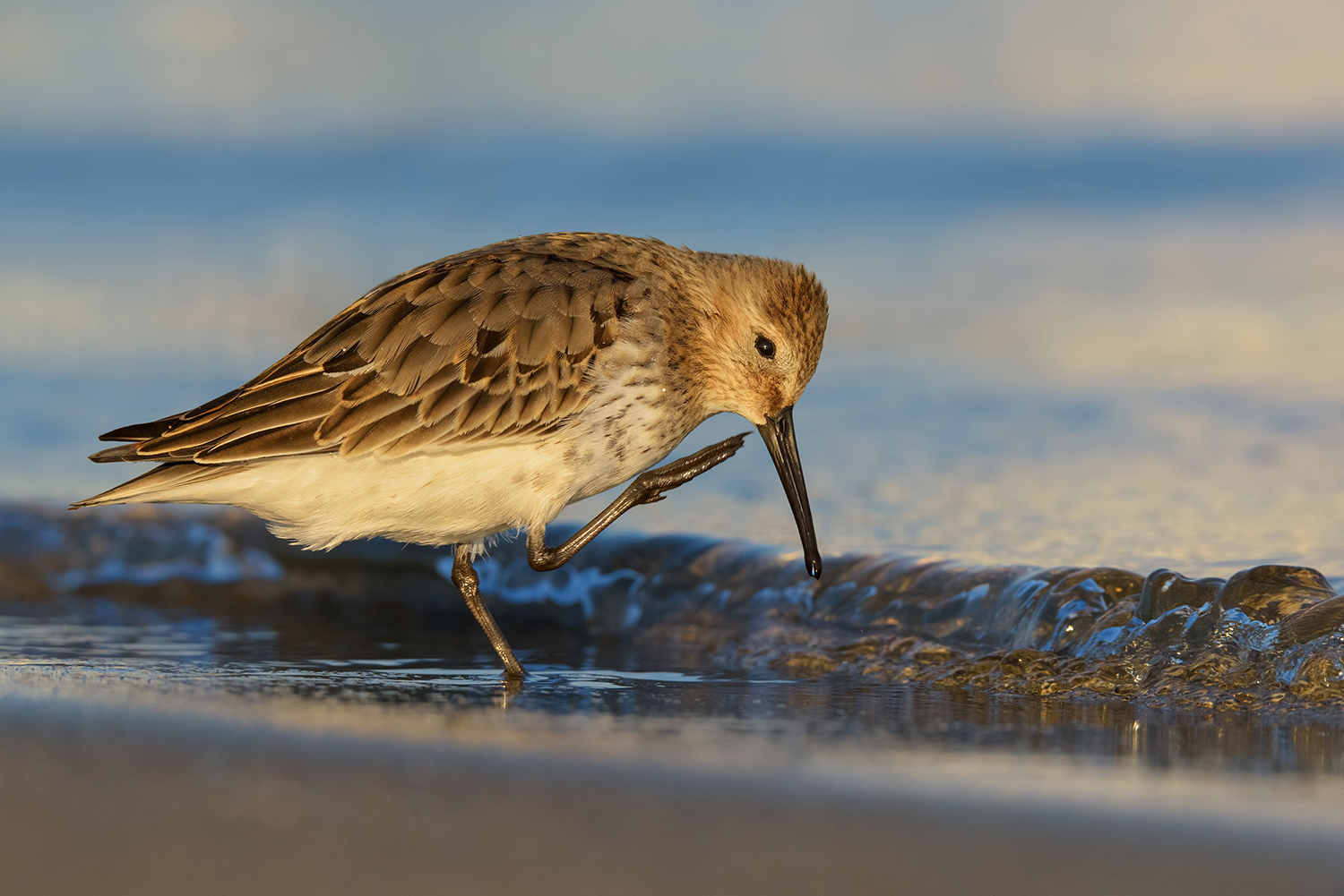 quella carezza della sera...Dunlin-Piovanello Pancianera