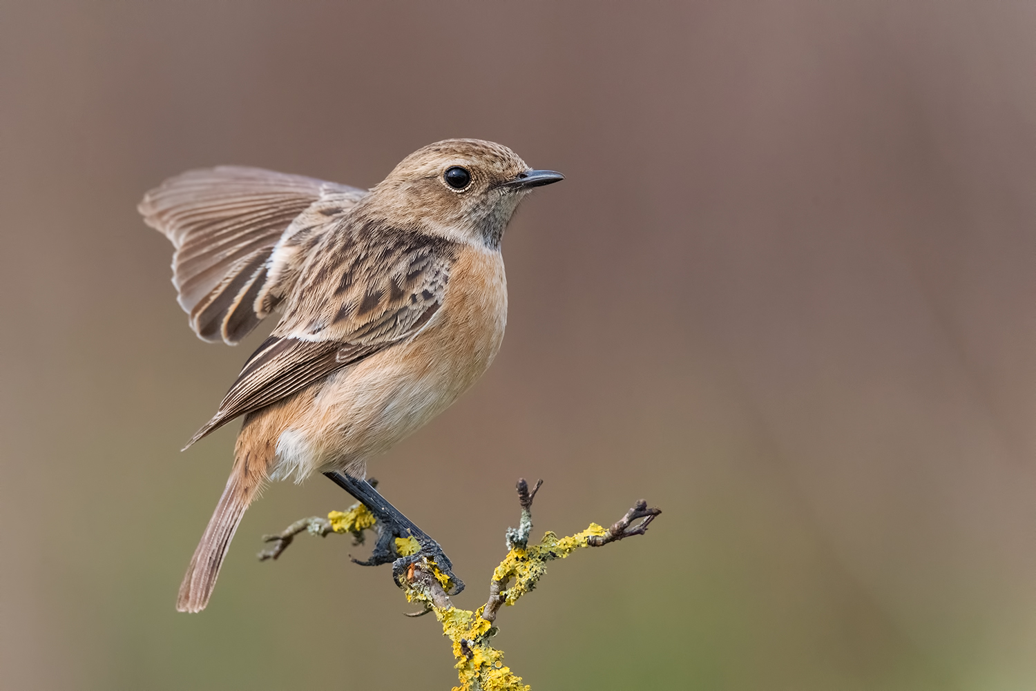 European Stonechat - Saltimpalo F.