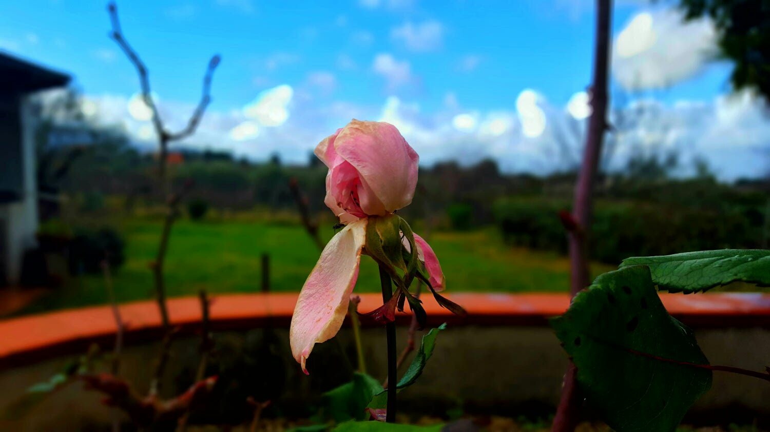 Old Rose