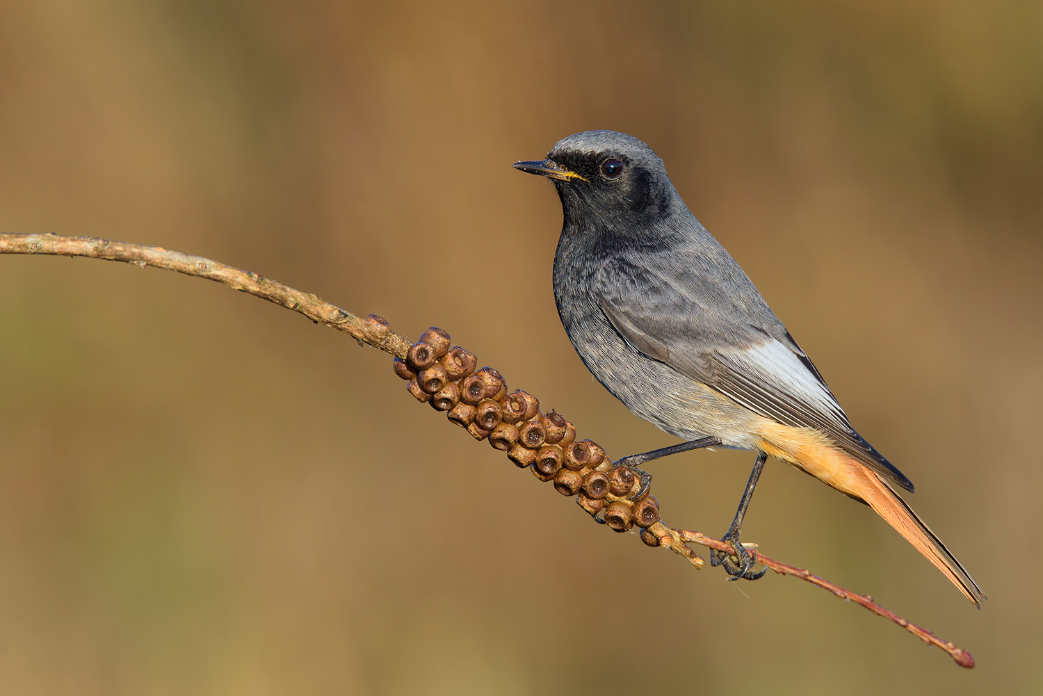 Il primo Spazza autumn 2016