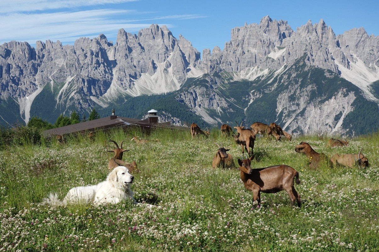 Pascolo a Varmost (UD) img.409